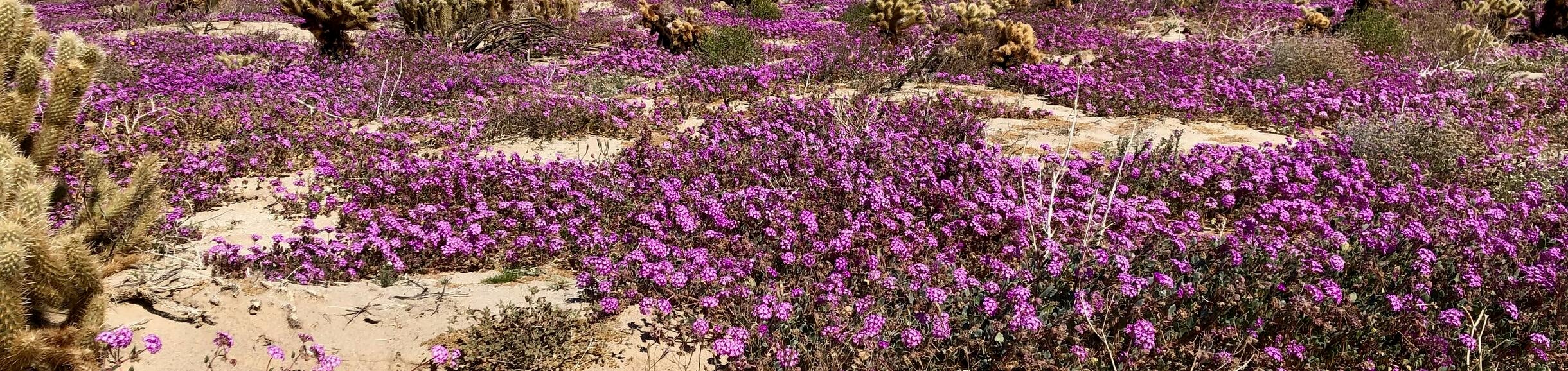 Purple flowers in the desert 