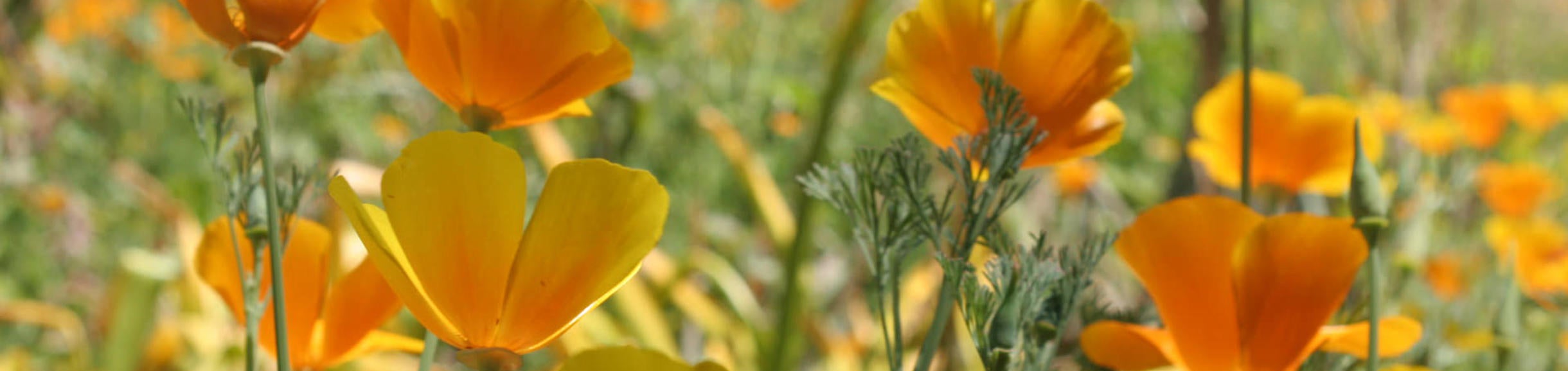 California Center for the Native Nations