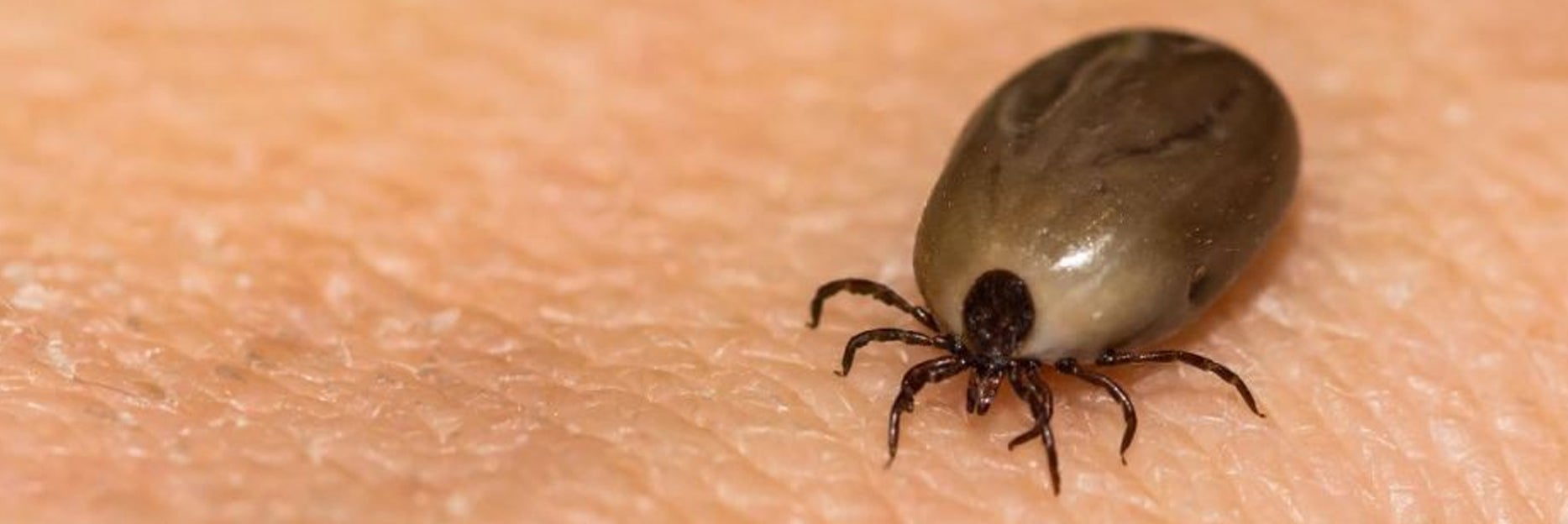 iStock- Lyme Disease Tick