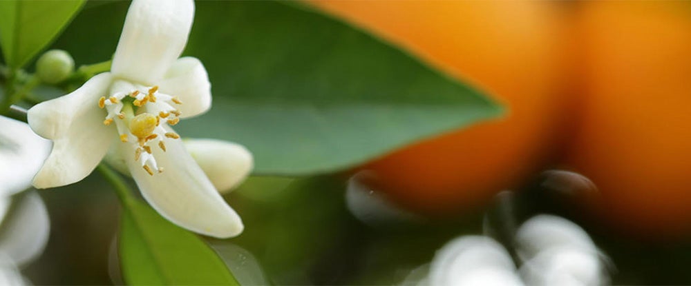 orange blossom and citrus (c) UCR/Stan Lim
