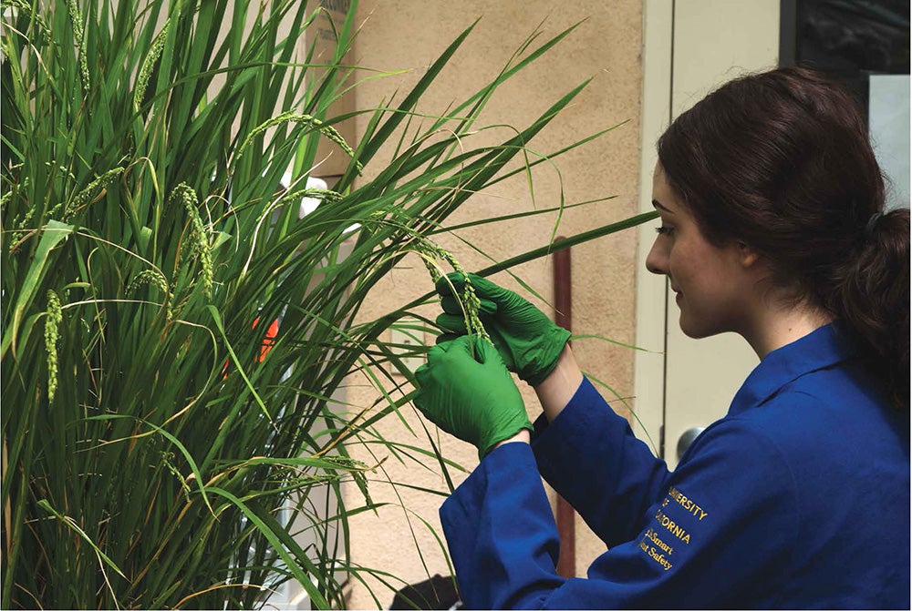 UCR student examining a rice plant