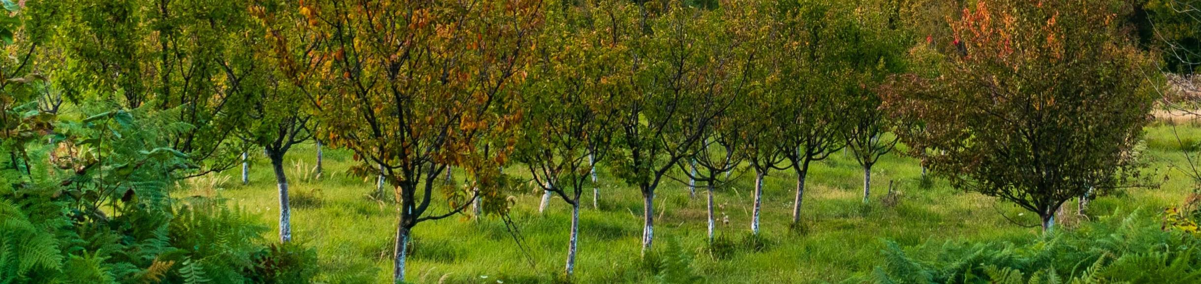 orchard (c) Vjekoslav Domanovic unsplash