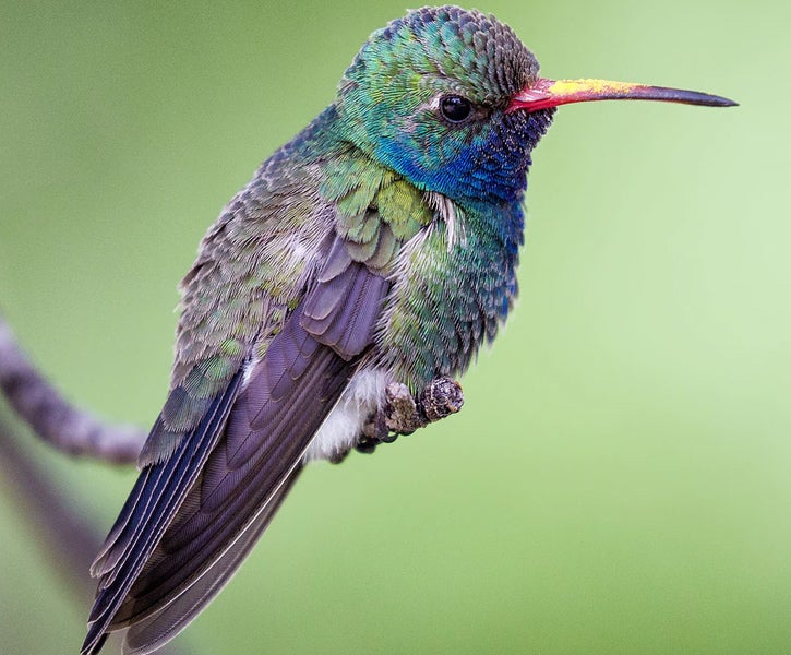 insect collection (c) UCR / CNAS