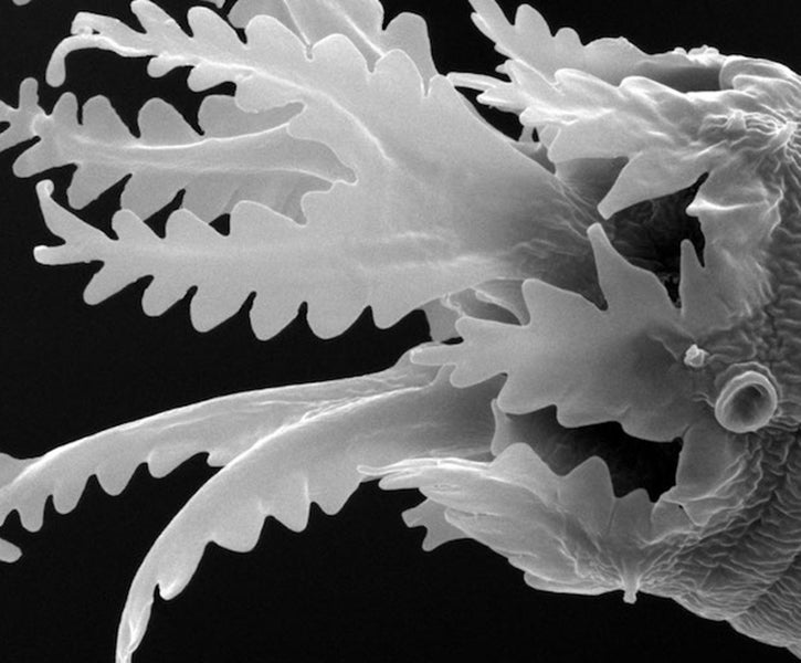 nematode (c) UCR/CNAS