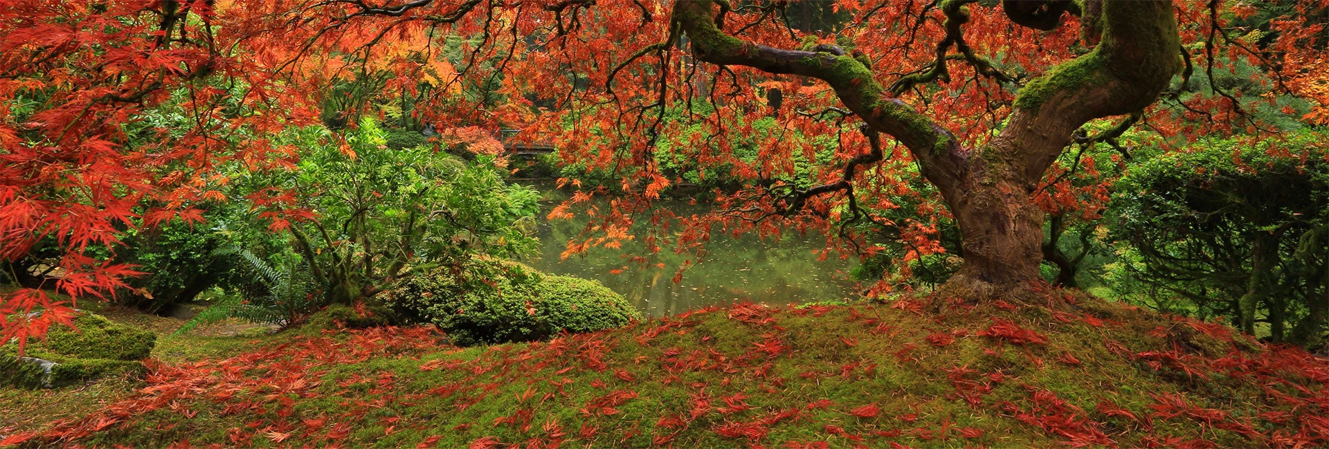 Tree in the fall (c) unsplash