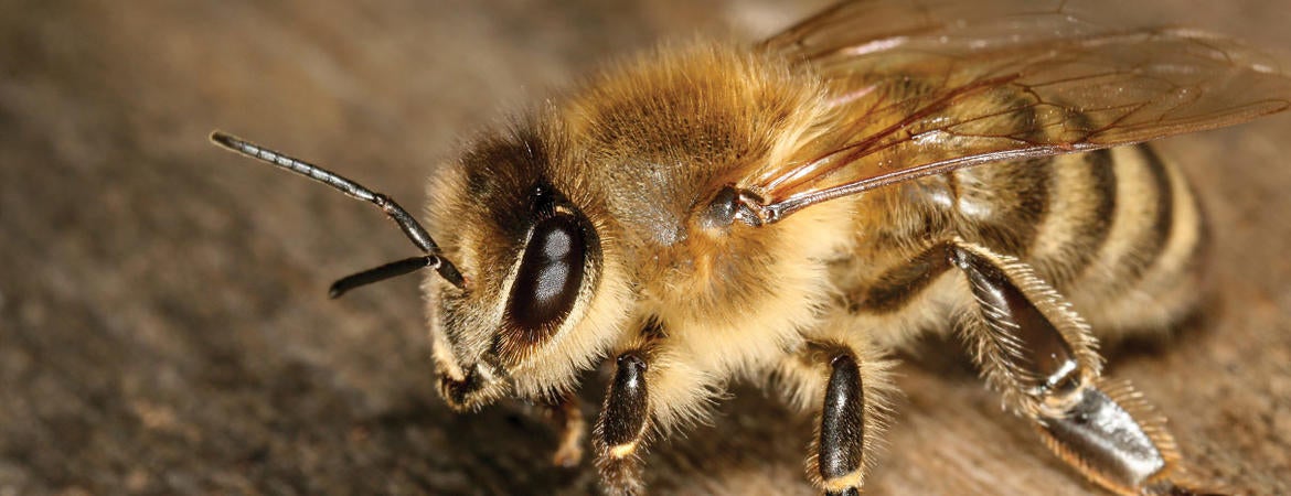 Bee With Darker Background