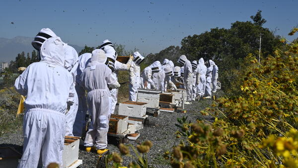 Teaching Apiary