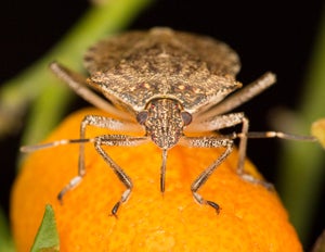 Brown Marmorated Stink Bug