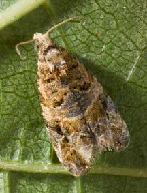 European Grapevine Moth