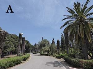 Canary_Islands_date_palms