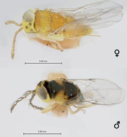 Psyllaphycus diaphorinae