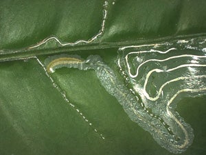 Citrus Leafminer