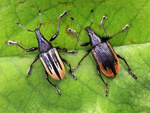 Diaprepes Root Weevil