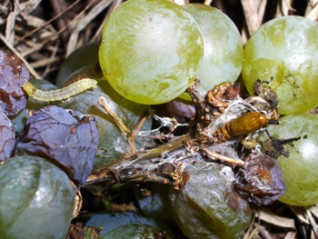 Light Brown Apple Moth