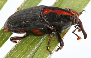Red Palm Weevil