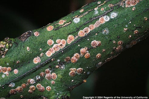 California Red Scale