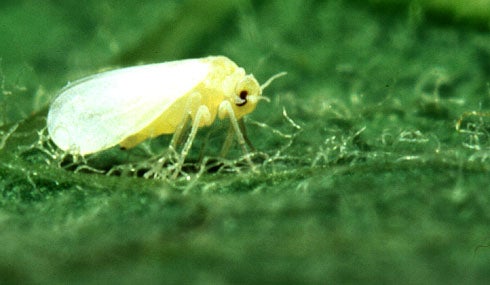 Silverleaf Whitefly