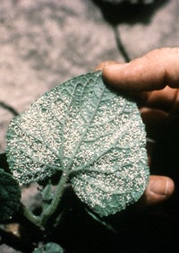 Silverleaf Whitefly