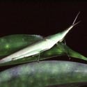 Pointed Nose Grasshopper