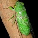 Cicada