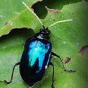 Leaf Beetle