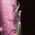Praying Mantis