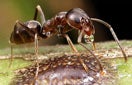 CISR argentine_ant_thumb