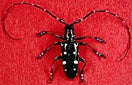 CISR asian_long_horned_beetle_0