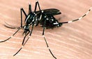 CISR asian_tiger_mosquito
