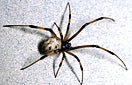 CISR brown_widow_spider_thumb