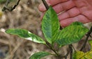 CISR citrus_greening_thumb_0