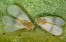 CISR ficus_whitefly_thumb_132x85