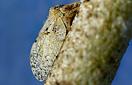 CISR olive_psyllid_thumb_1