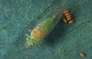 CISR red_gun_lerp_psyllid_thumb