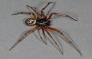 CISR steatoda_nobilis_thumb