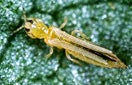 CISR western_flower_thrips_thumb