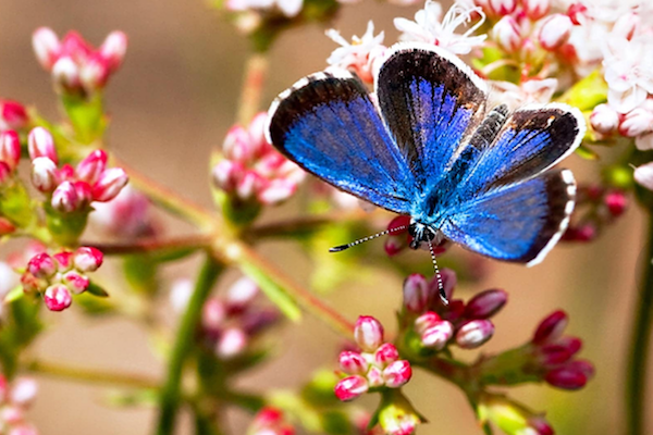 butterfly (c) unsplash