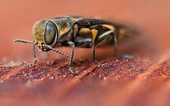 Goldspotted Oak Borer (c) CISR