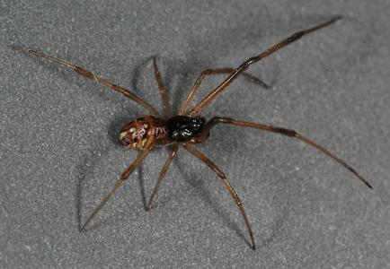 latro geo male habitus op (c) CISR