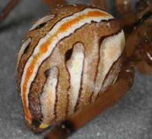 latro help immature abdomen (c) CISR