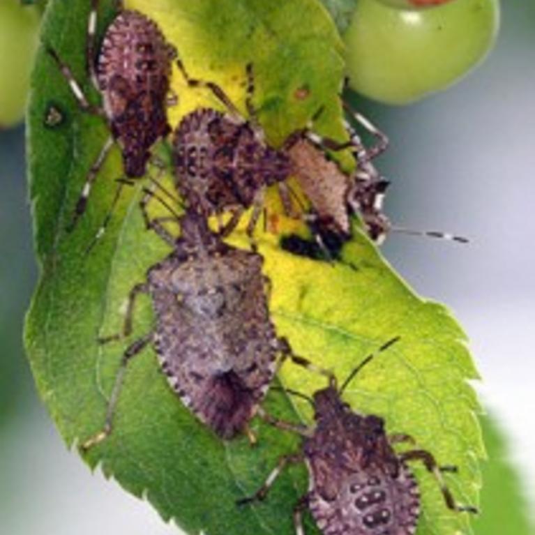 Brown Marmorated Stink Bug