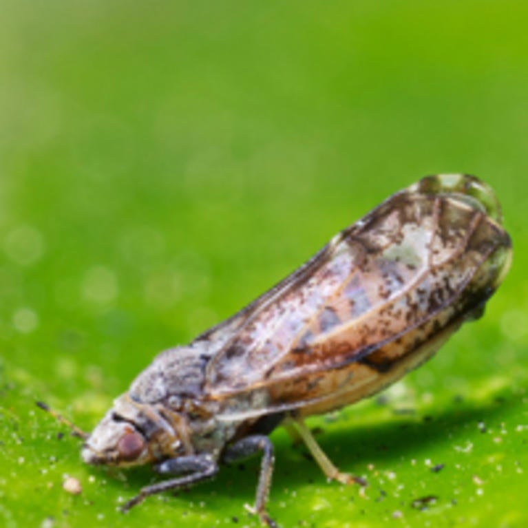 Asian Citrus Psyllid