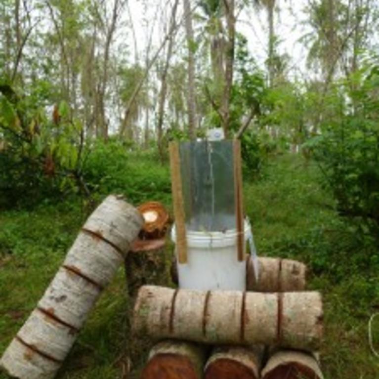 Cut coconut palm trunks