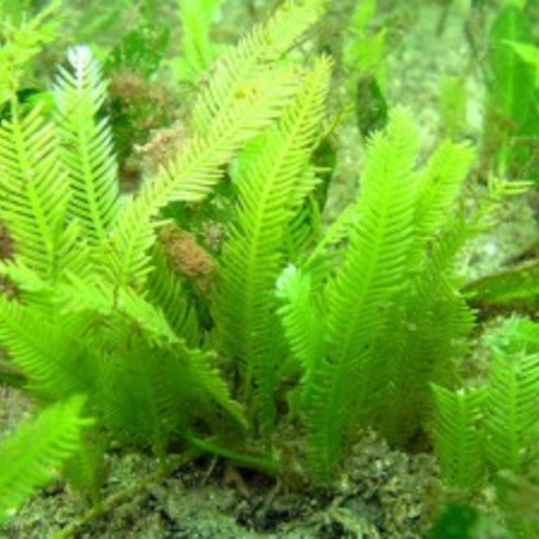 Caulerpa taxifolia