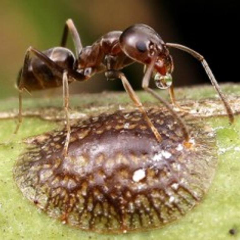 Argentine Ant