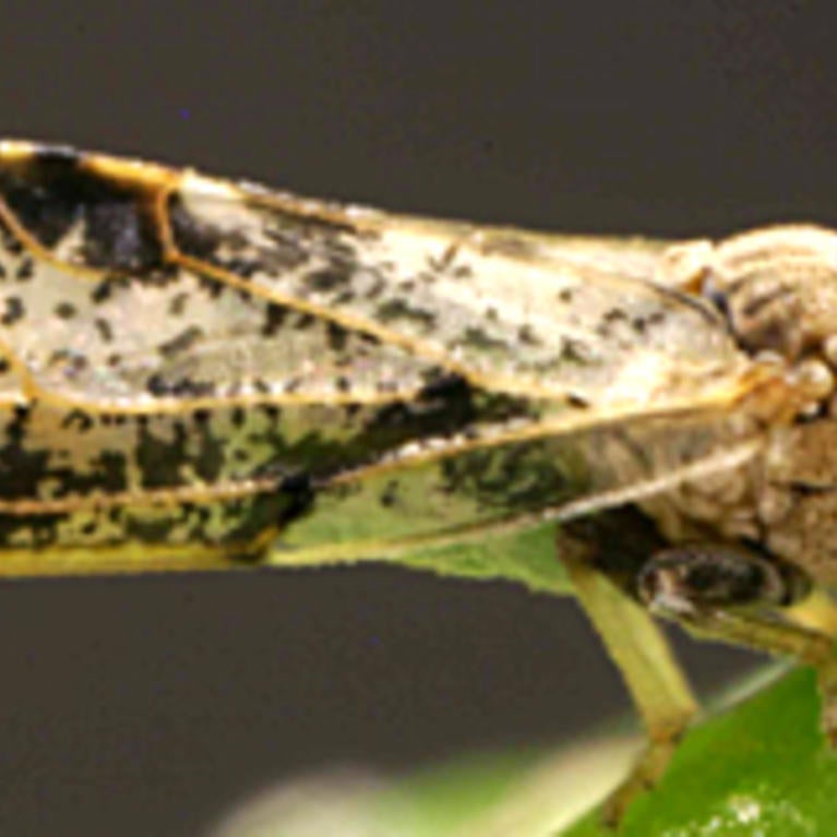 Asian Citrus Psyllid
