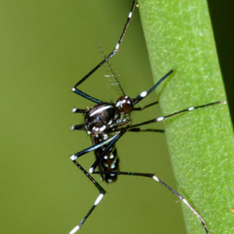Asian Tiger Mosquito