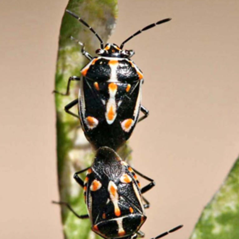 Bagrada Bug