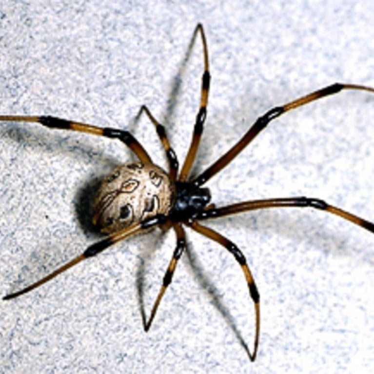 Brown Widow Spider