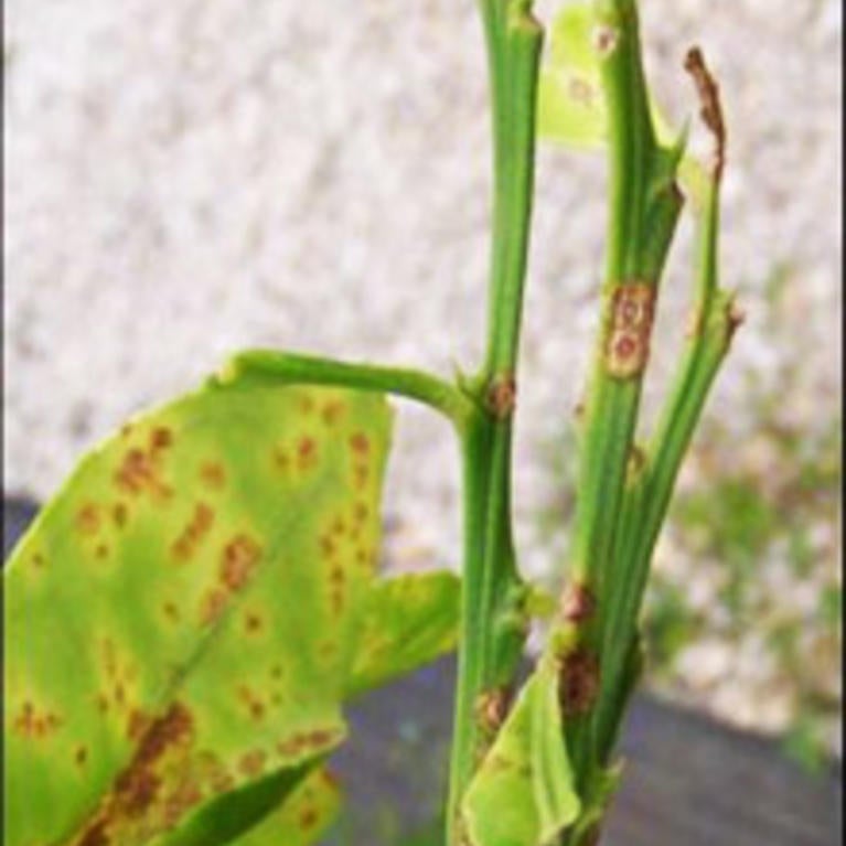 Asiatic Citrus Canker